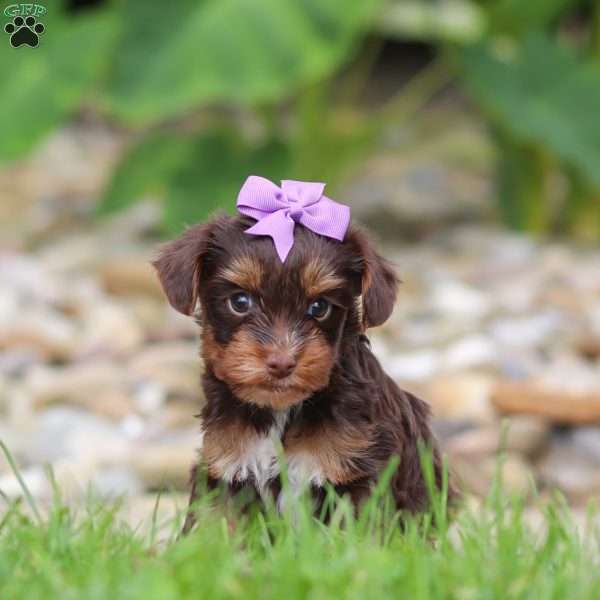 Bon Bon, Yorkie Poo Puppy